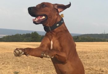 In der Ferienwohnung Teutoburger Wald hüpft auch Ihr Hund vor Begeisterung